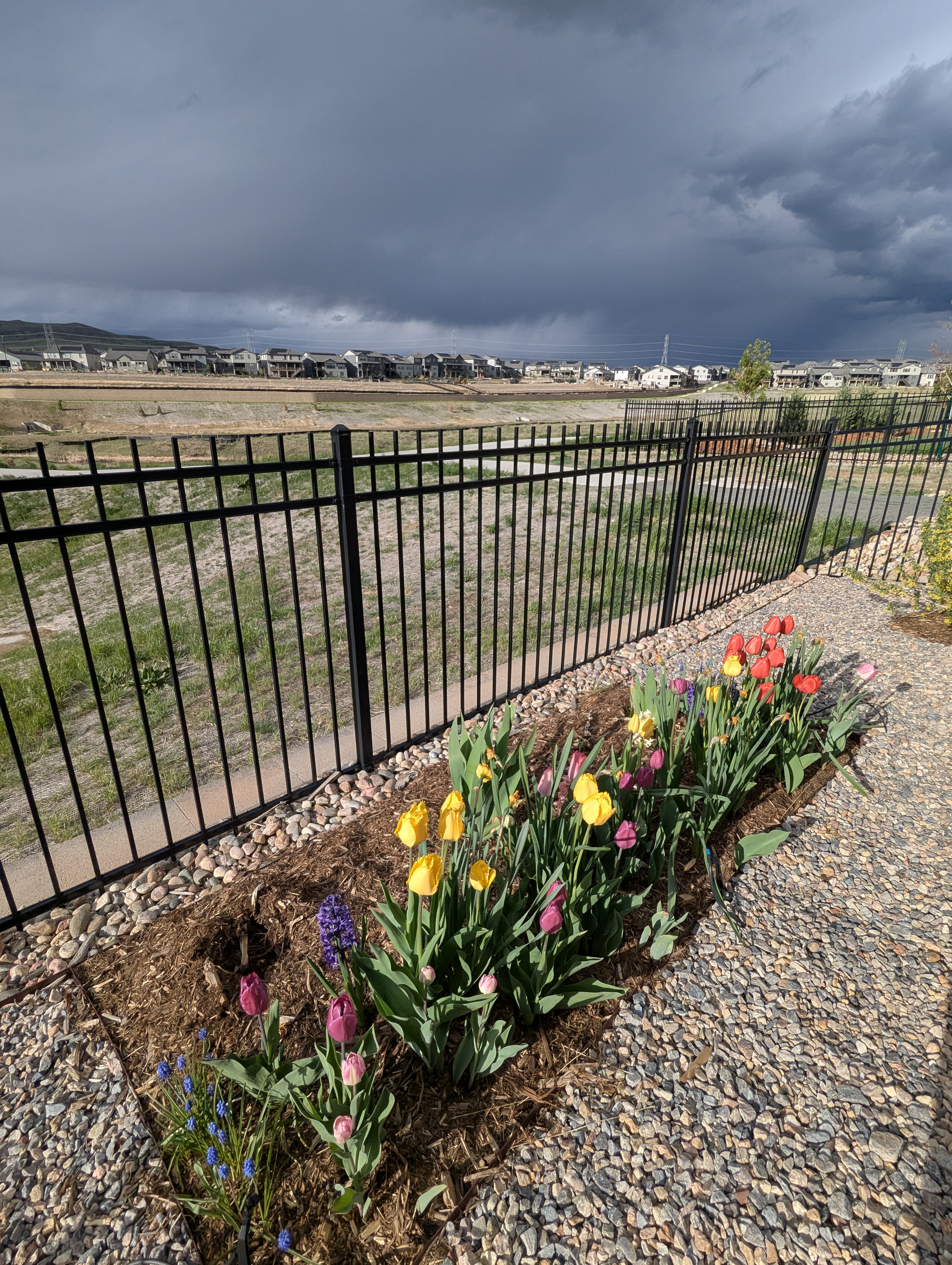 flowers, Morrison, Colorado